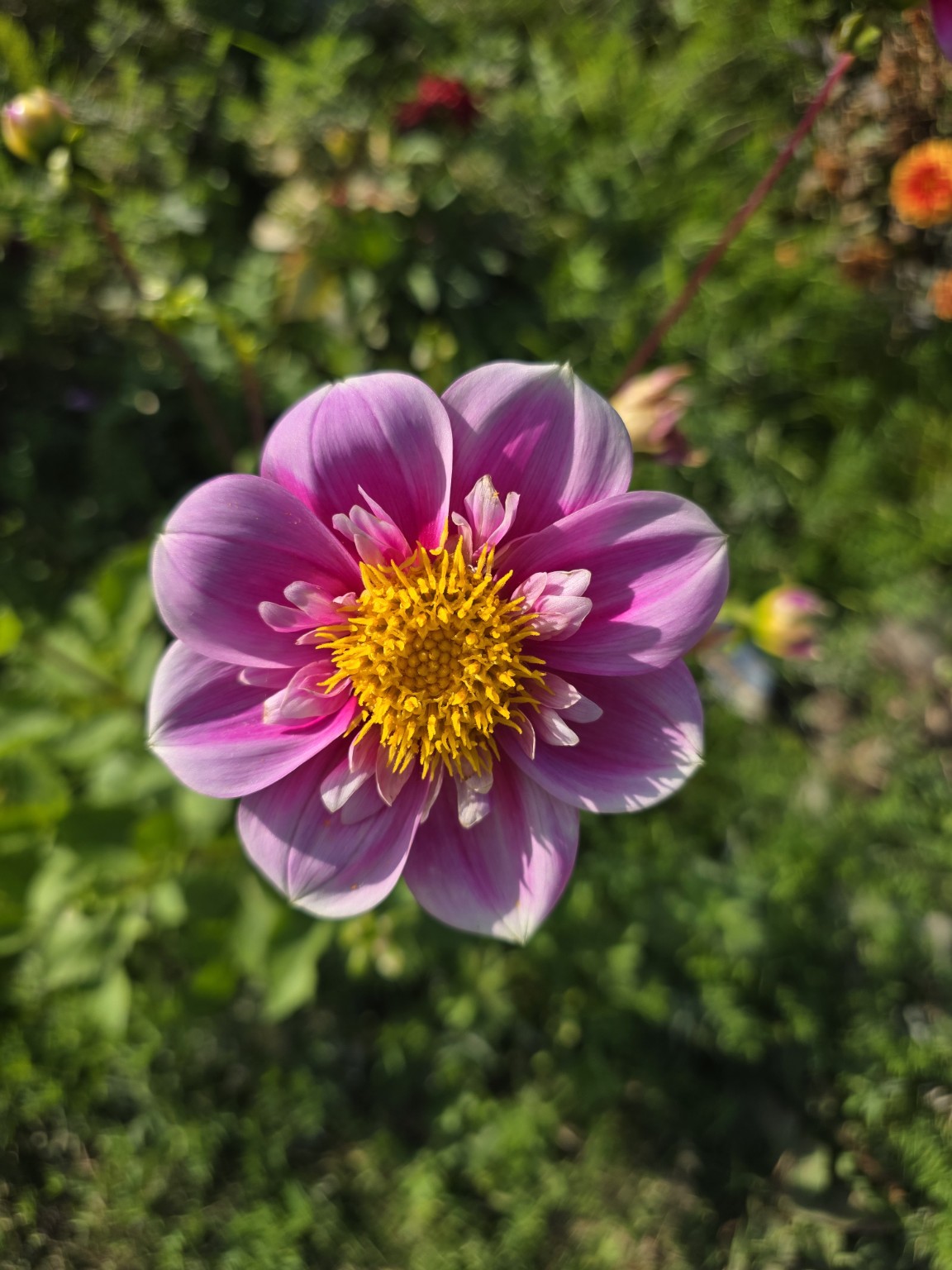 Hartenaas dahlia